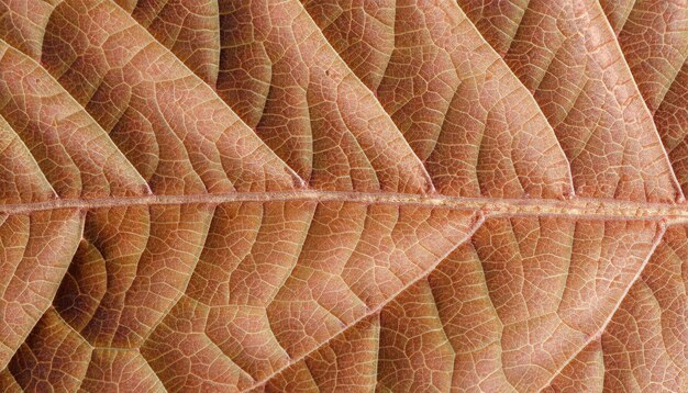 Photo leaf texture macro background