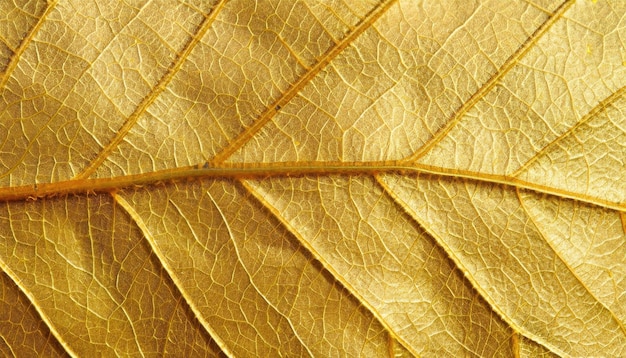 Photo leaf texture macro background