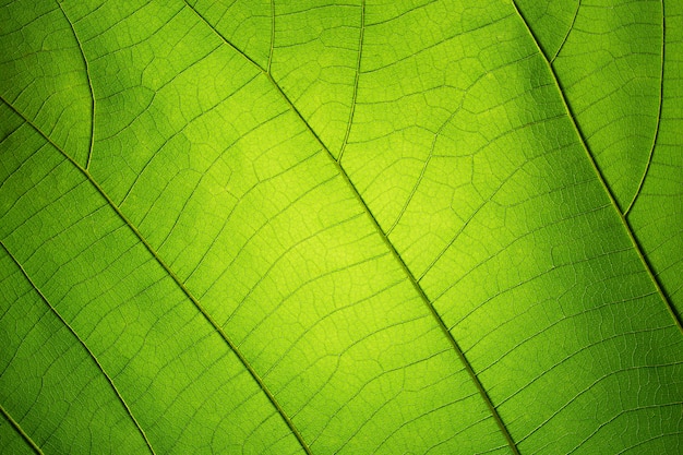 Leaf texture pattern for spring background