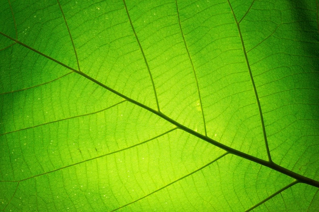 Leaf texture pattern for spring background