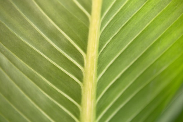 Leaf texture