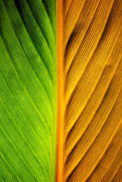 Leaf texture