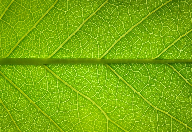 Leaf texture