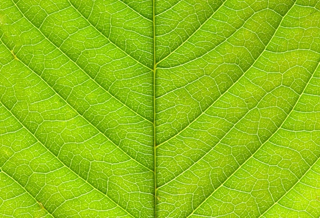 Leaf texture