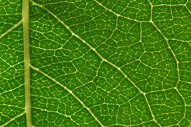 Leaf texture