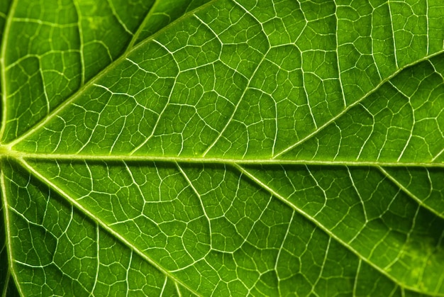 Leaf texture