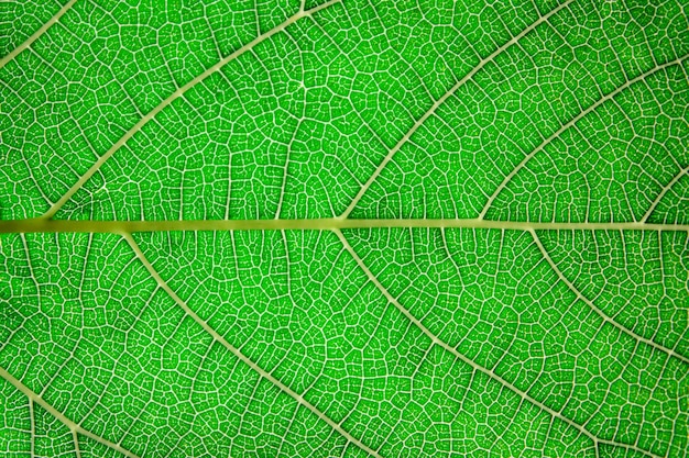 Photo leaf texture.