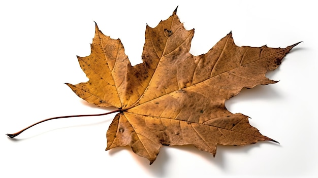 A leaf that has been cut in half and has the word maple on it.