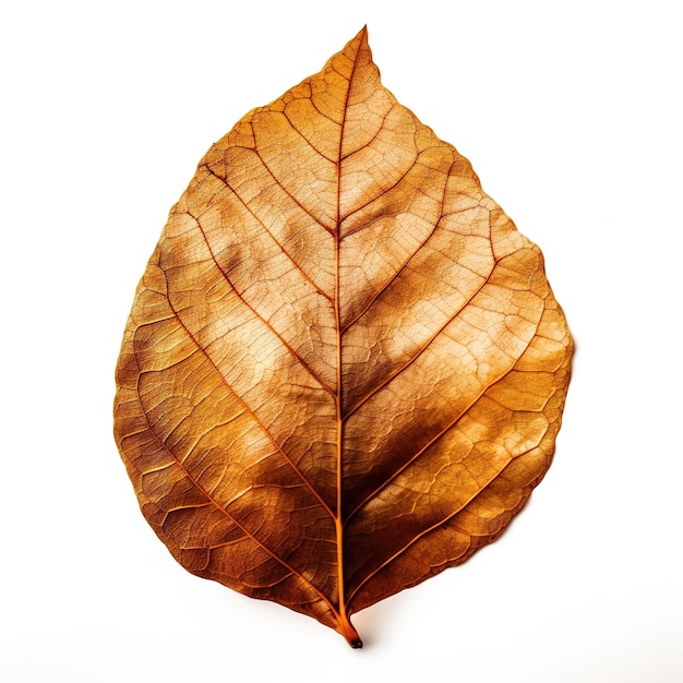 A leaf that has been dried and has a lot of brown on it.