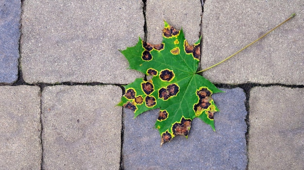 A leaf that has fallen from a maple tree.