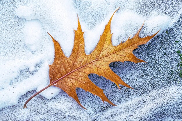 Photo a leaf that has fallen off of it