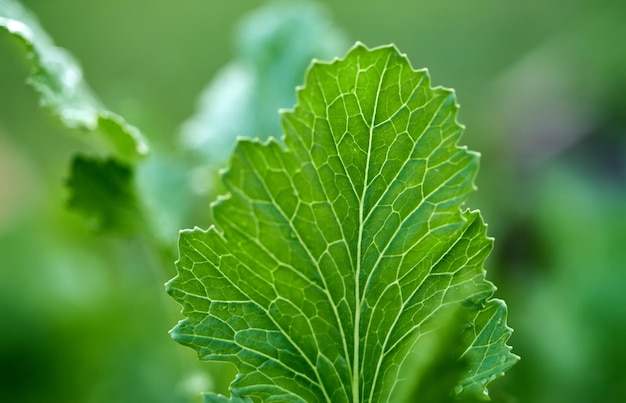 A leaf that has a green pattern on it