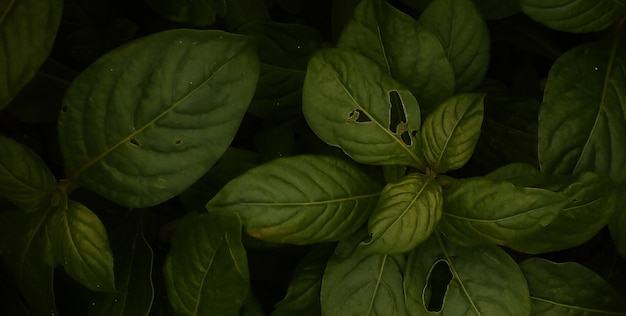 A leaf that has a hole in it