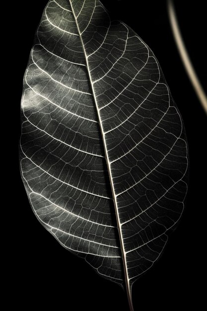 A leaf that has the lines on it