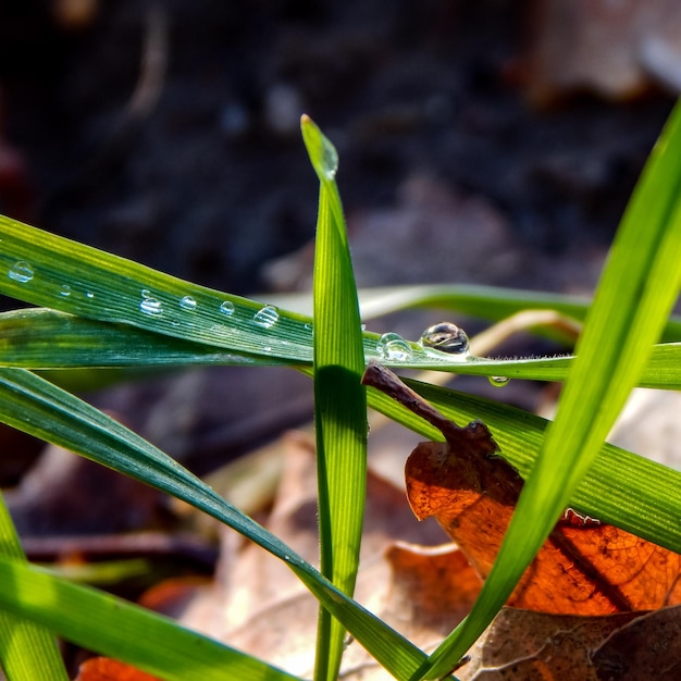 A leaf that has water on it and the grass has a drop of water on it.