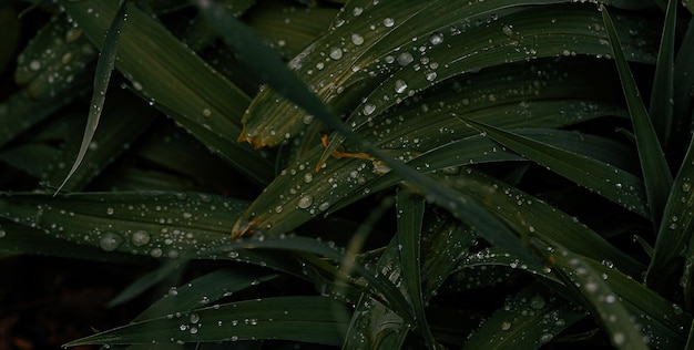 水がついた葉