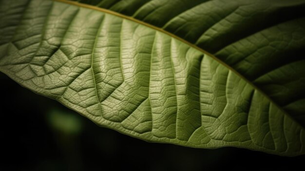 A leaf that has the word banana on it