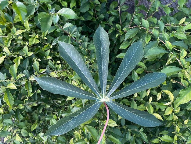 a leaf that has the word " blue " on it