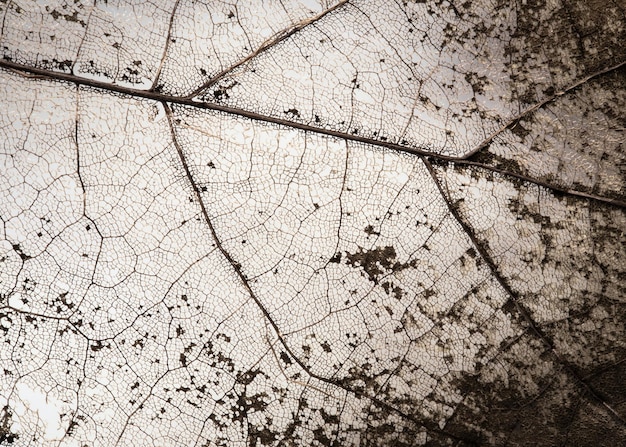 Photo a leaf that has the word on it