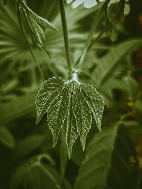 A leaf that has the word " on it "