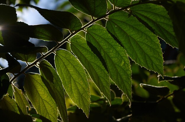 A leaf that has the word " on it "