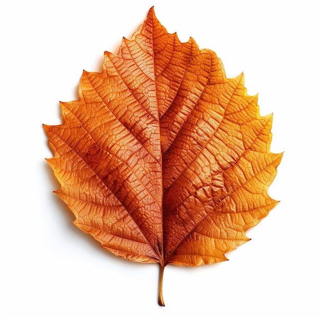 A leaf that has the word maple on it