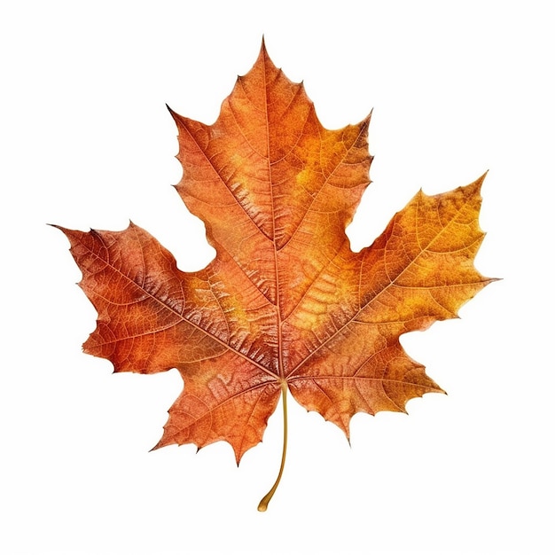 A leaf that has the word maple on it