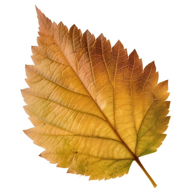 A leaf that has the word maple on it