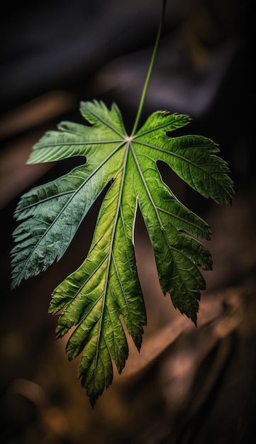 A leaf that has the word maple on it