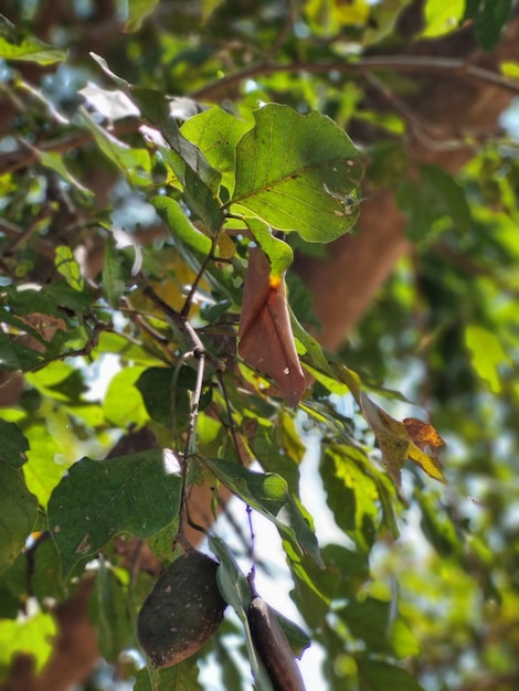 Photo a leaf that is on a branch with the word 