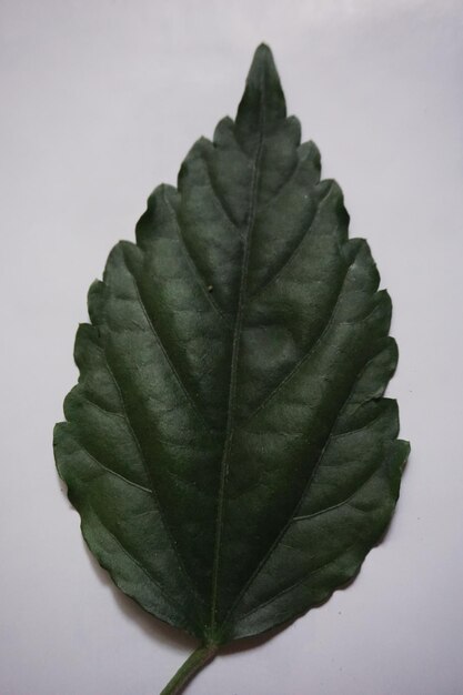 a leaf that is green and has a dark green leaf