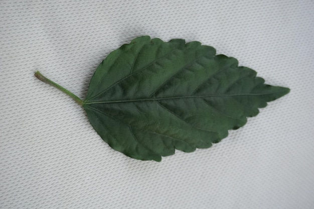 Photo a leaf that is green and has a leaf on it