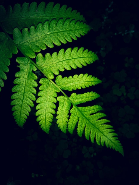 Photo a leaf that is green and has the word fern on it