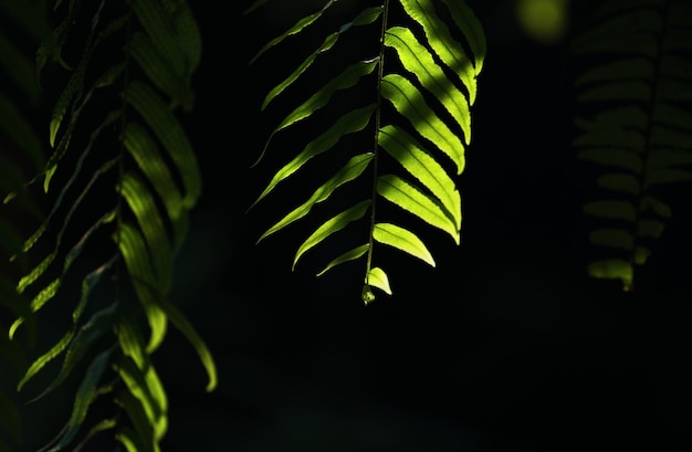 A leaf that is green and has the word fern on it