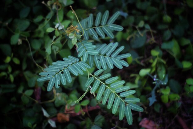 A leaf that is green and has the word oak on it.