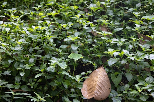 地面にある葉