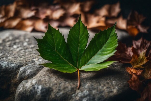 Photo a leaf that is on a stone with the word  leaf  on it