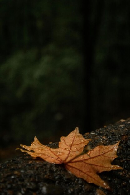 a leaf that is on a tree branch