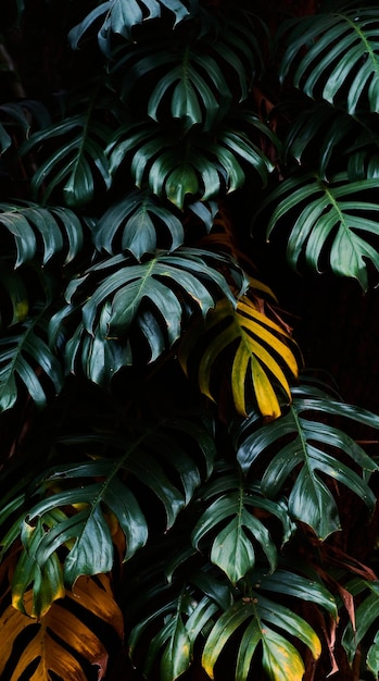 A leaf that is yellow and green