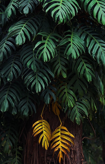 A leaf that is yellow and green