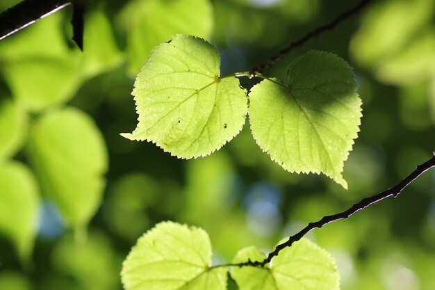 Photo leaf tree background backlight sunlight