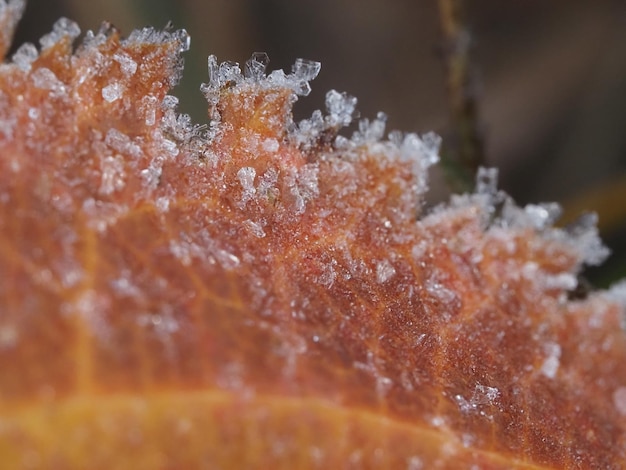 a leaf of a tree covered with frost