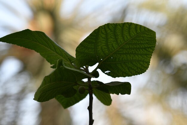 A leaf on a tree is shown with the sun shining on it.