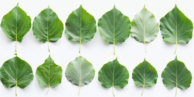 Photo a leaf of a tree is shown with the word leaf on it