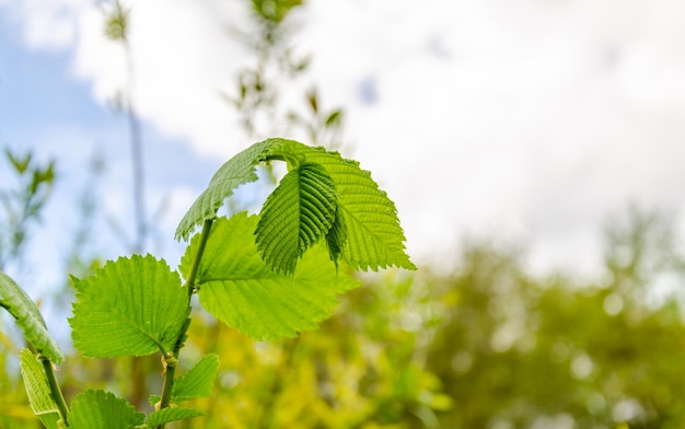 A leaf of a tree with the word beech on it