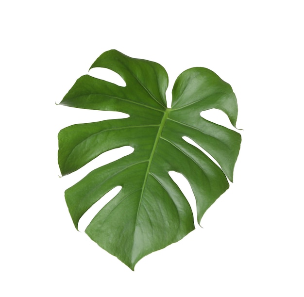 Leaf of tropical monstera plant isolated on white