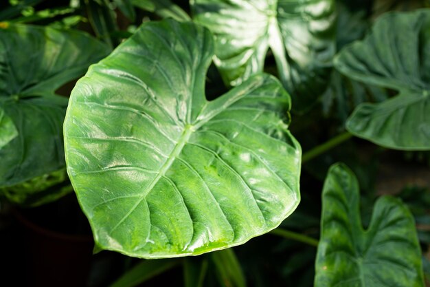 A leaf of a tropical tree close-up