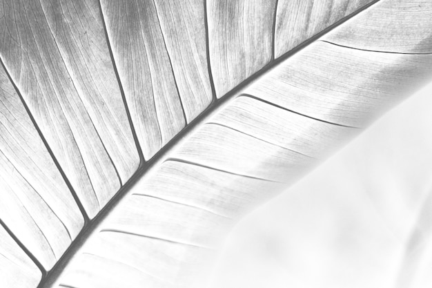 Leaf vein macro shot background