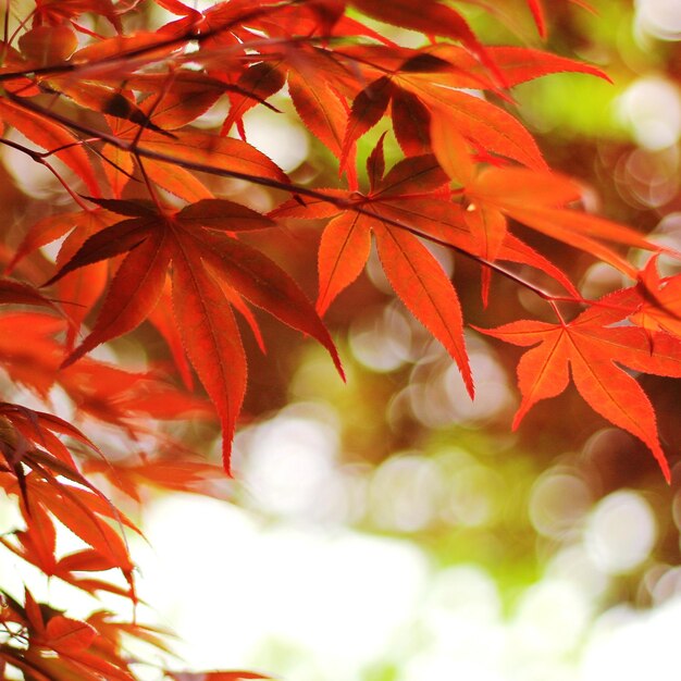 Leaf vein in sanbancho