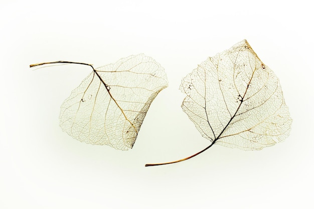 Leaf vein texture background abstract